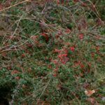 Autumn Bush