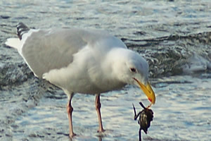 Seagull
