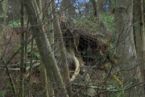 Fallen Trees