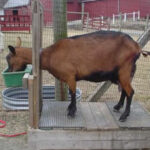 goatmilking.jpg
