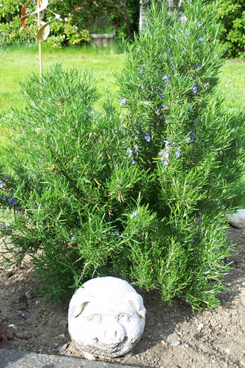 Rosemary
