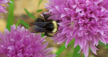 Bee in chives