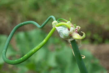 Walking Onions Topknot