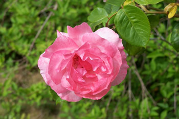 Pink Rose