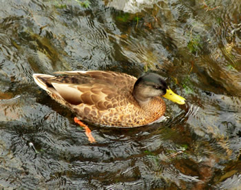 duck