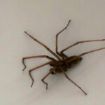 Hairy-Legged Spider