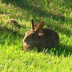 Renton Rabbit