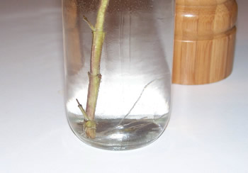 Roots