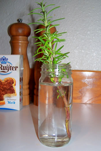 Rosemary Cutting