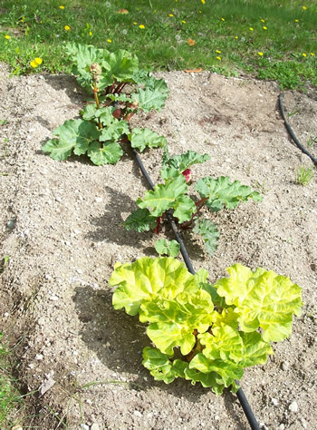 Rhubarb