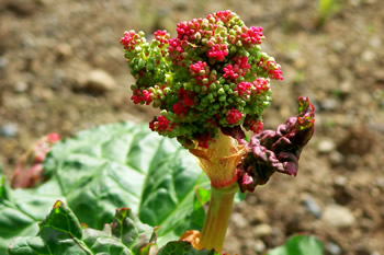 Rhubarb Seed Stalks
