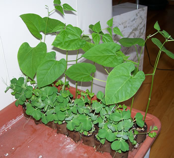 Plants