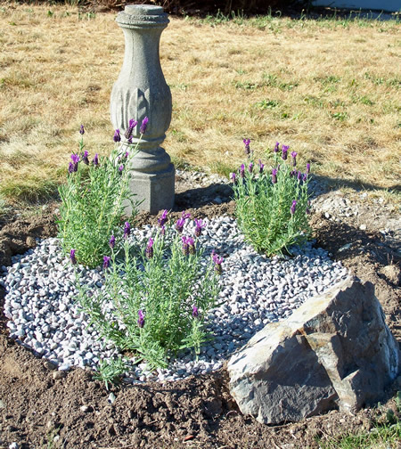 Lavender Garden