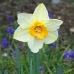 0415_springflower