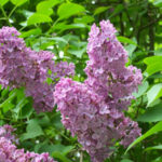 Lilacs