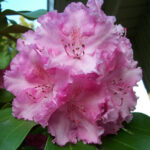 Pink Rhododendron