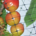 Cherries