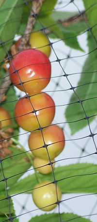 Cherries
