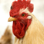 Rooster
