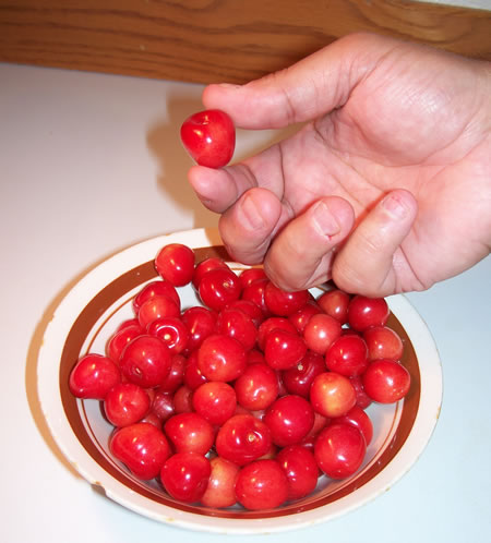 Cherry harvest Cherry harvest