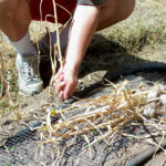 Garlic Harvest