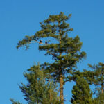 bald eagles