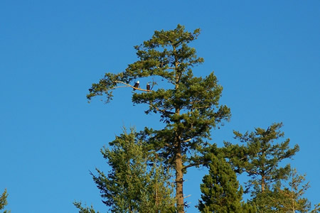 bald eagles
