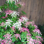 Mystery Bush