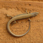 Salamander