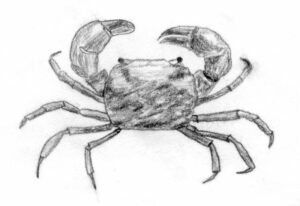 crab