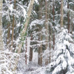 snow forrest
