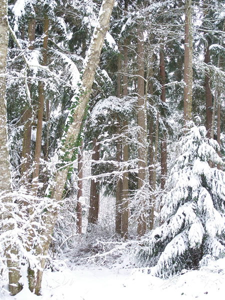 snow forrest