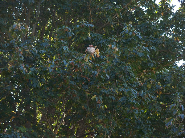 Hive in Tree