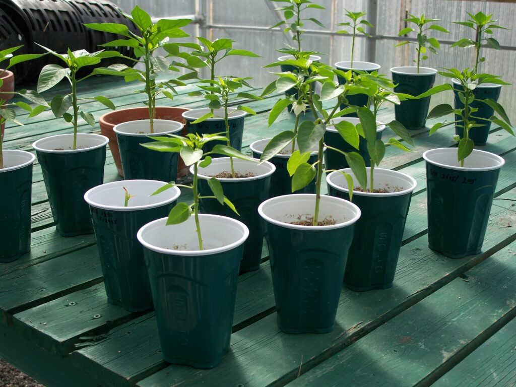 peppers from seed