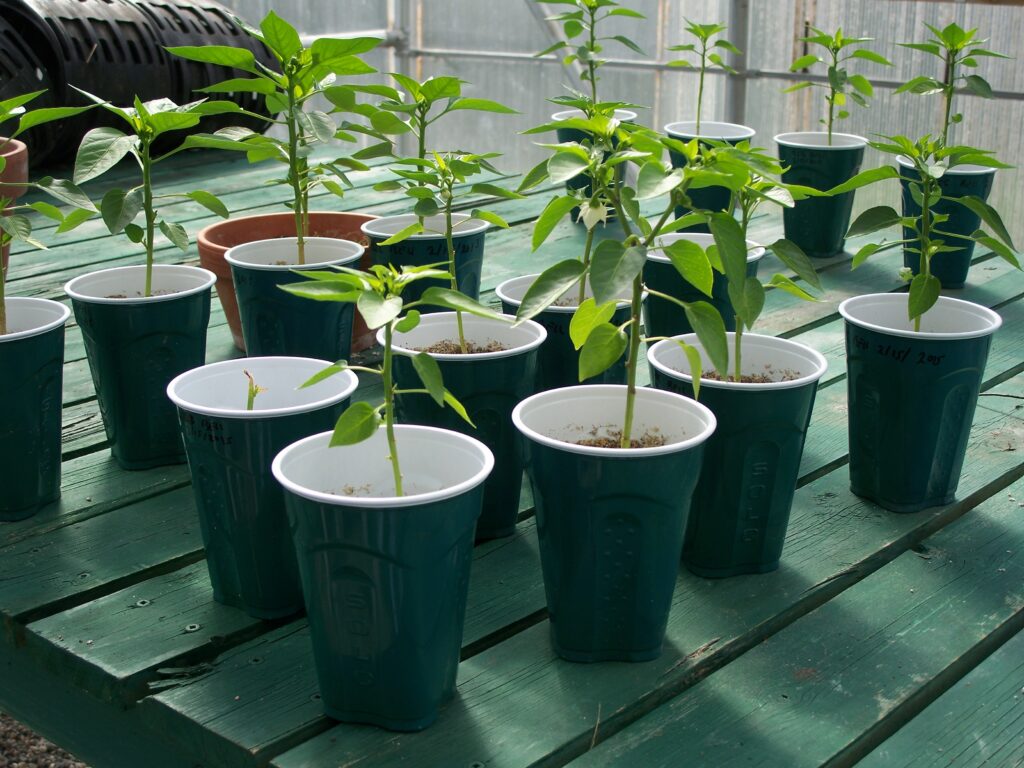 peppers from seed