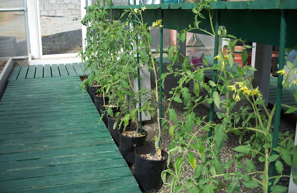 Tomatoes with flowers