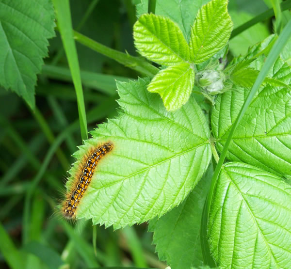 Tent Caterpillar