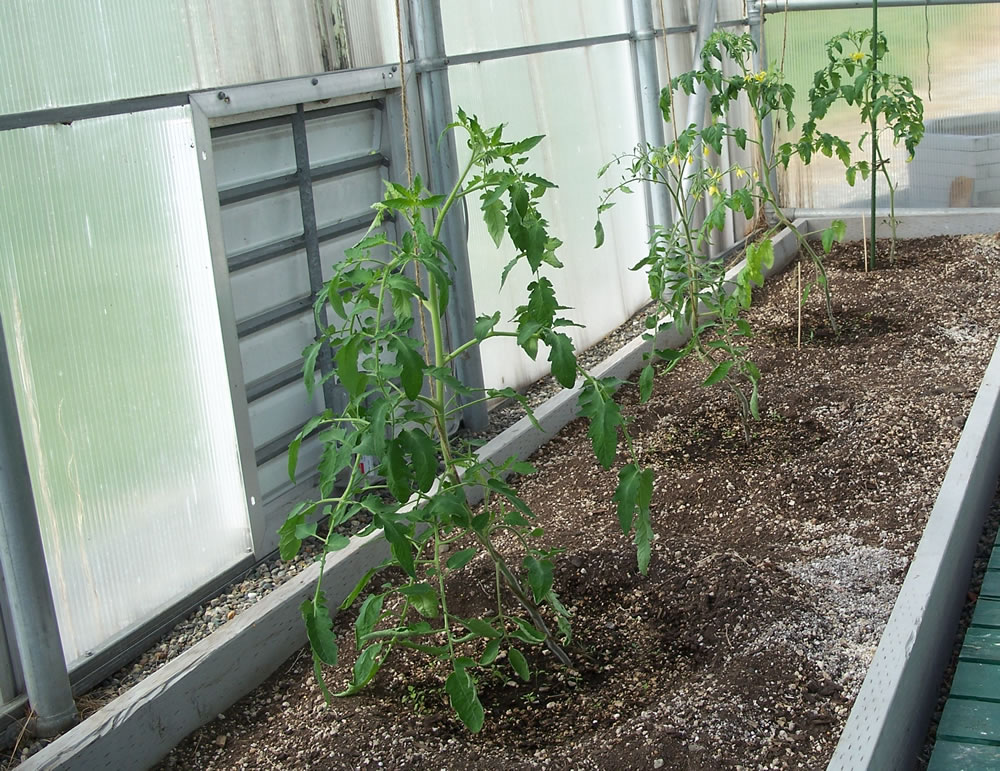 Planted tomatoes grown from seed