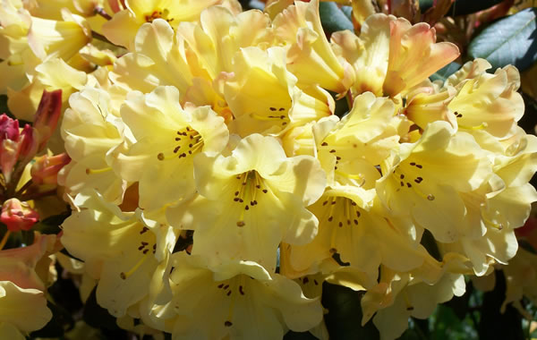 yellow rhododendrons 