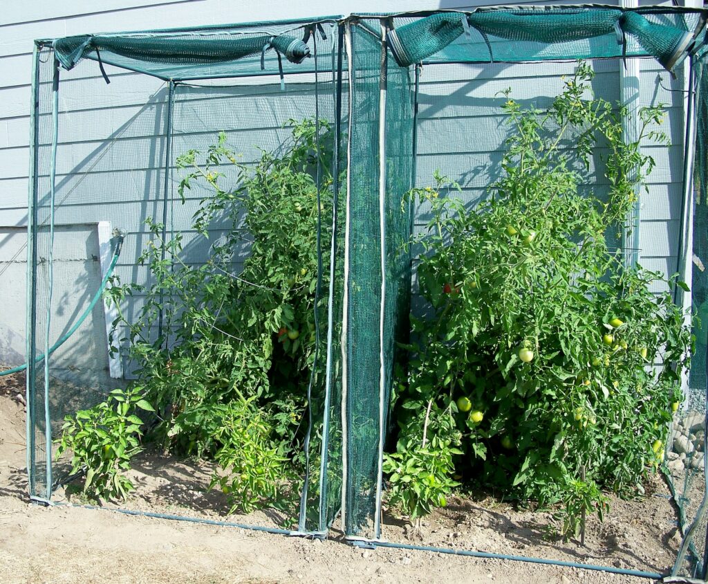 August Crop Cage