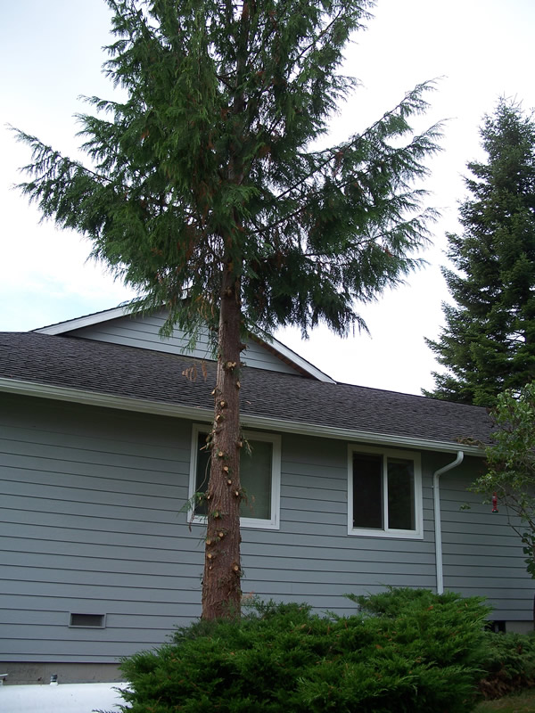 Tree Trimming