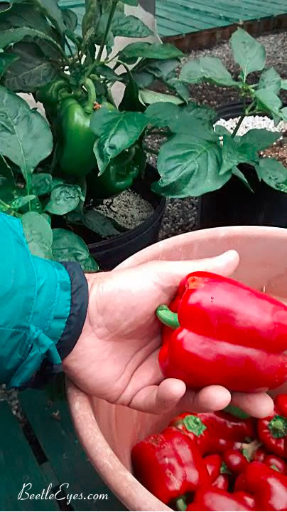 Peppers in greenhouse