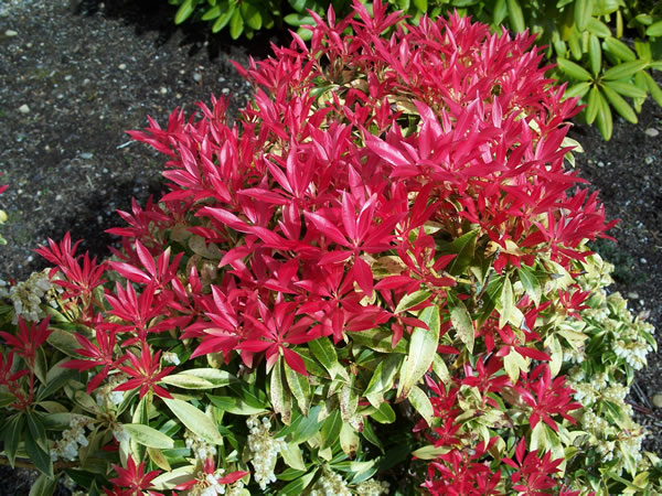 Flaming Silver Pieris japonica Japanese Andromeda Shrub