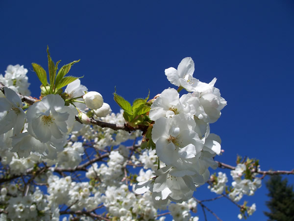 tree with white flowers