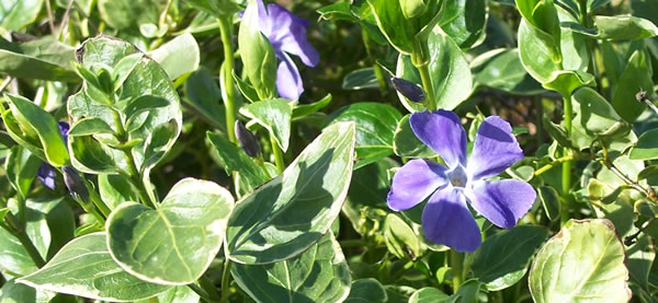 variegated periwinkle