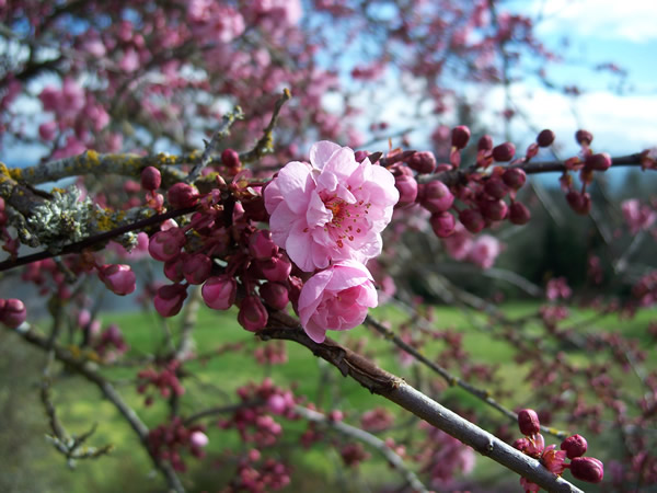 plum tree