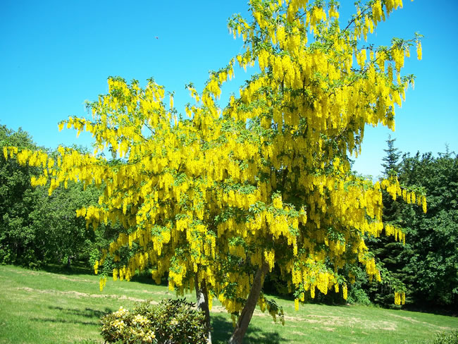 golden chain tree