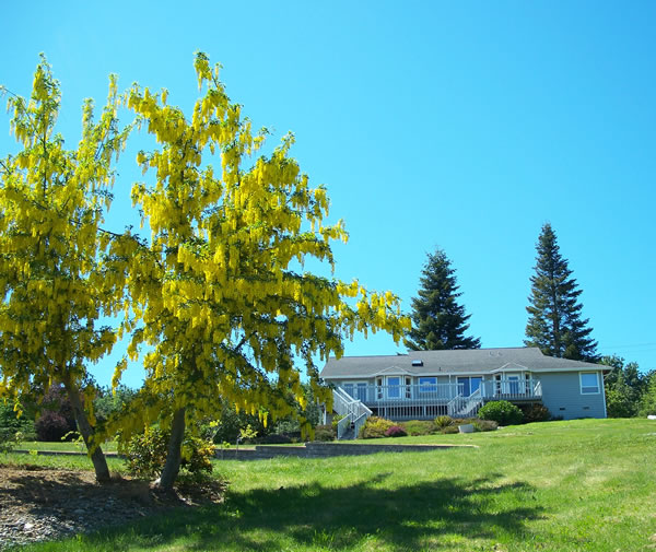 Laburnum Trees