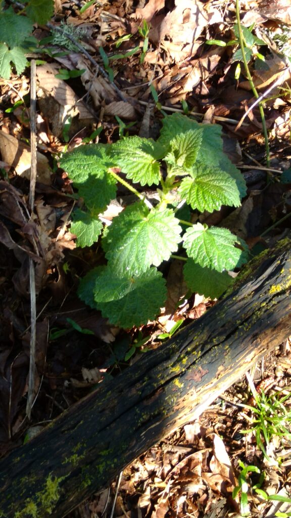 stinging nettle 