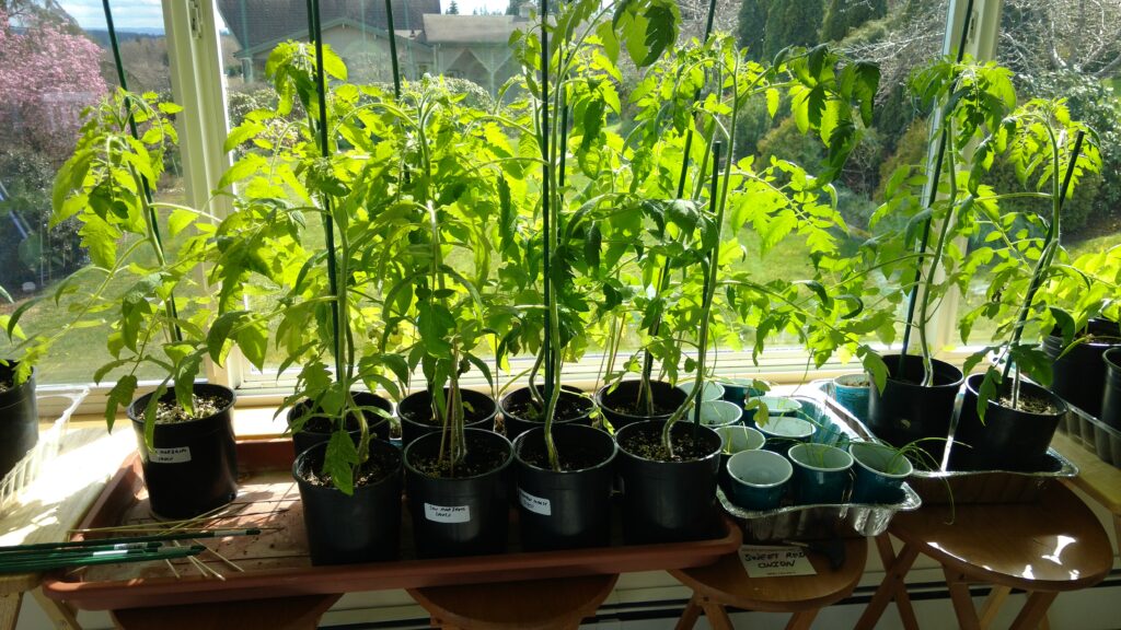 tomato plants